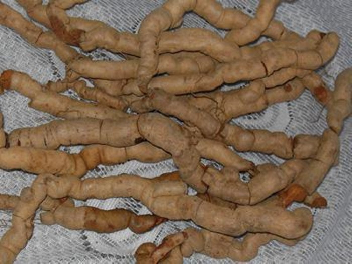 Ruột gà hầm ba kích. Mỗi lần dùng 2-3 bộ ruột gà, 15g ba kích và cho vào 2 bát nước nấu lấy 1 bát, thêm chút muối để ăn hàng ngày. Ảnh: Ruoubakich.