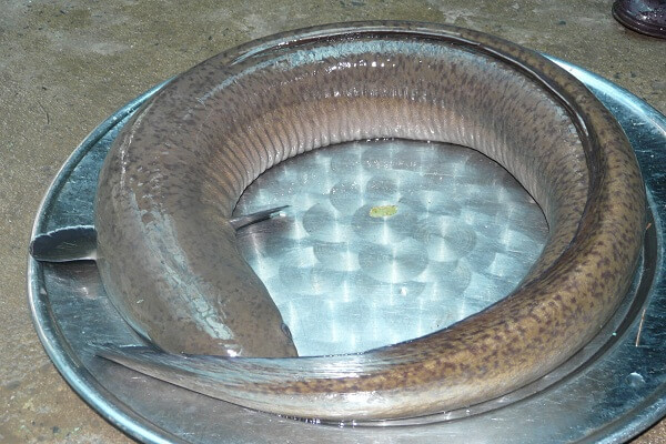 1. Cá chình nướng. Nguyên liệu: Cá chình, riềng, mắm tôm, dầu ăn, chanh, nghệ, gừng, húng lủi, gia vị. Gừng, nghệ gọt hết vỏ, rửa sạch rồi cho vào cối giã nhỏ vắt lấy nước. Riềng gọt sạch vỏ, rửa sạch và giã nhỏ. Ảnh: Monngon.tv.