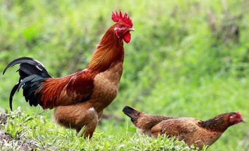 2. Gà ri. Chữa phù mặt và chân tay. Dùng một con gà mái ri lông vàng (hoàng thư kê) 1 con, xích tiểu đậu 30g, thảo quả 3g. Gà làm sạch, tất cả cho vào nồi, thêm nước, muối, mắm, gừng tươi, hành sống; đun to lửa cho sôi, đun nhỏ lửa cho chín nhừ, chia ăn nhiều lần. Ảnh: Garihoabinh.
