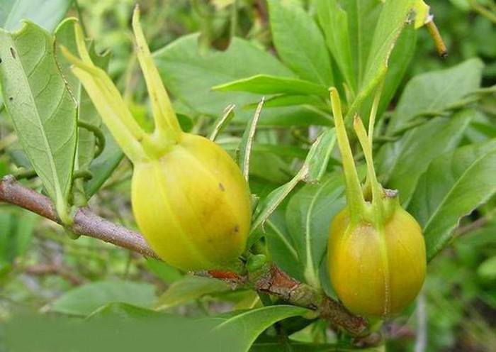 Quả dành dành. Chuẩn bị 15 quả dành dành, 1 chén đậu đỏ và 20 bông hoa mã đề. Quả dành dành sau khi rửa sạch phơi khô thì sao vàng rồi bỏ vào ấm. Cho cả đậu đỏ và hoa mã đề cùng 2 bát nước vào đun sôi. Để nhỏ lửa cho đến khi chỉ còn một chén là được. Bài thuốc này uống trước mỗi bữa cơm ngày 2 lần. Ảnh: Auco. (Thông tin trong bài viết chỉ mang tính chất tham khảo. Trước khi sử dụng bài thuốc, bạn vui lòng hỏi ý kiến bác sĩ).