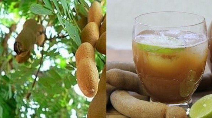 Quả me chữa bệnh gan. Đầu tiên, dùng 2 vốc quả me đã lột vỏ bỏ vào máy xay sinh tố. Tiếp theo, đổ vào 1 lít nước rồi trộn đều, sau đó lọc lấy nước. Bạn có thể uống li nước này trong ngày. Ảnh: Phununews.
