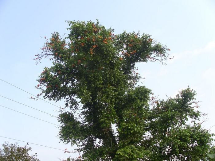 2. Tầm gửi trên cây hoa gạo. Chữa sỏi thận, sỏi bàng quang, viêm cầu thận. Dùng 15g tầm gửi gạo, kim tiền thảo, rễ cỏ tranh, thổ phục linh, cây mã đề mỗi loại 10g. Tất cả các nguyên liệu này sắc cùng với 1,5l nước rồi uống hàng ngày. Ảnh: Healthplus.