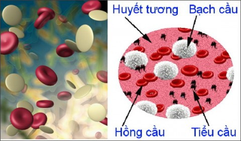 Chữa tiểu cầu giảm, máu chậm đông: Lạc nhân rang để cả vỏ lụa 60g chia làm 4 lần, nhai ăn trong ngày. Có tác dụng bổ tỳ, ích vị, dưỡng huyết, cầm máu. Ảnh: vienyhocungdung.vn.