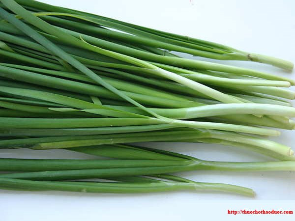 2. Lá hẹ hấp đường phèn. Đông y cho rằng, hẹ có vị cay hơi chua, tính ấm, có tác dụng bổ can thận, bổ dương, ôn trung hành khí, tán huyết giải độc, cầm máu, tiêu đờm… thích hợp chữa bệnh ho. Ảnh: thuochothaoduoc.com.