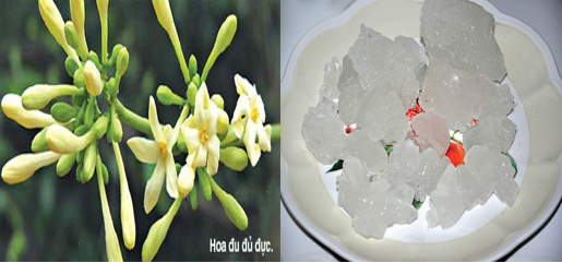 Đem khoảng 15 hoa đu đủ đực rửa sạch rồi cho vào chén sứ hấp cách thủy chung với đường phèn. Người lớn uống 1 chén thuốc hoa đu đủ đực hấp đường phèn mỗi ngày để trị ho. Đối với trẻ nhỏ, nên chắt nước cho trẻ uống nhiều lần trong ngày. Dùng liên tục 3 ngày sẽ giúp thanh nhuận cổ họng và giảm ho nhanh chóng. Ảnh: chuyenkhoataimuihong.com.