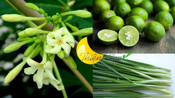 Hoặc hoa đu đủ đực, lá hẹ và hạt chanh hấp đường phèn. Rửa sạch các nguyên liệu đã chuẩn bị và để ráo nước. Cho hoa đu đủ đực, lá hẹ và hạt chanh vào một cái chén sứ và nghiền nát. Thêm 20ml nước ấm và đường phèn vào hòa đều rồi uống 3 lần/ngày. Dùng khoảng 3-5 ngày sẽ hết khan tiếng, mất tiếng, đồng thời chữa viêm phế quản rất tốt. Ảnh: tinhdautram.info.