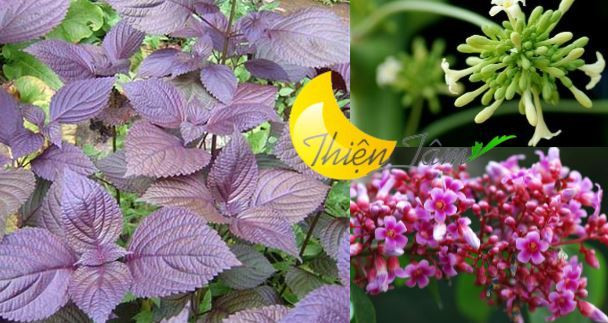 Cho lá tía tô, hoa khế, hoa đu đủ đực đã rửa sạch và đường phèn vào bát sứ có ít nước lọc, đun cách thủy bằng lửa than, để sôi nhỏ lửa càng lâu càng tốt. Để nguội hoặc cho vào chai thủy tinh (không cho vào chai nhựa, không để vào tủ lạnh). Hằng ngày cho bé uống khoảng 1/2 thìa cà phê, uống theo cách thấm dần ở đầu lưỡi, từ ít đến nhiều. Ảnh: tinhdautram.info.