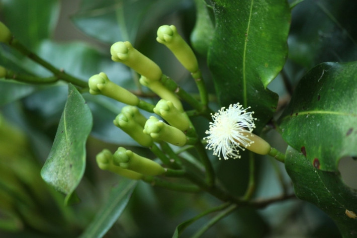 4. Dùng lá đinh hương: Nhai lá đinh hương sau khi ăn và bạn sẽ không còn bị cơn ợ nóng, ợ chua hành hạ nữa. Ảnh: tinhdautunhien.net. (Thông tin trong bài chỉ mang tính chất tham khảo, trước khi sử dụng bài thuốc, vui lòng hỏi ý kiến bác sĩ)