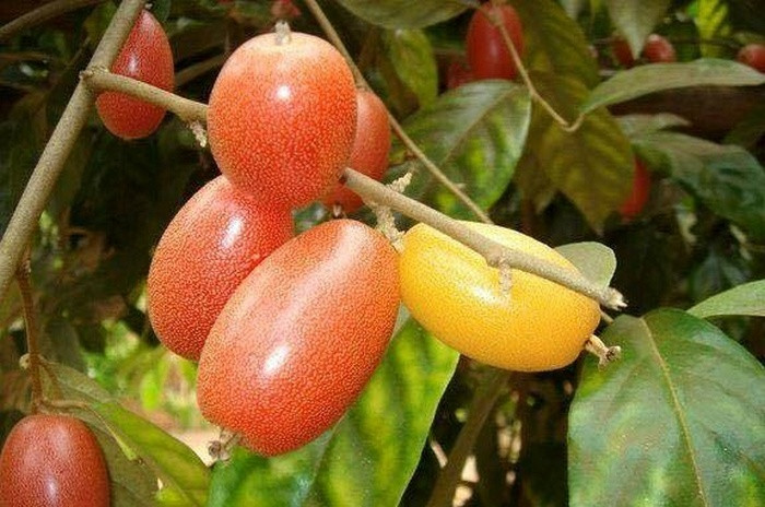 Cá kho nhót. Nhót kho với bất cứ loại cá nào cũng mang lại hương vị đưa cơm. Cá làm sạch để ráo, ướp với chút muối. Lót một lớp thịt mỡ dưới đáy, hành khô, gừng thái lát, xếp lên trên, rồi dăm quả nhót chín đã rửa sạch, xếp cá lần lượt lên trên, rồi lại một lớp nhót.