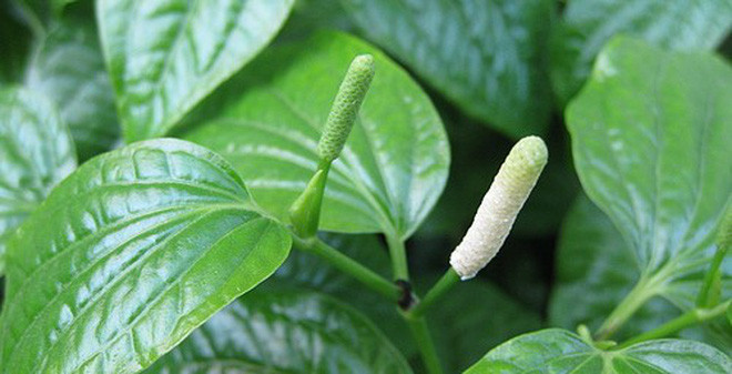 6. Thịt lợn rừng xào lá lốt. Nguyên liệu: Thịt lợn rừng, lá lốt, dầu ăn, hạt nêm, muối, nước mắm, hành tím, hạt tiêu. Thịt lợn rừng rửa sạch cắt lát mỏng, ướp với hành tím, một ít muối và hạt nêm. Lá lốt rửa sạch để ráo, cắt nhỏ. Ảnh: Soha.vn.