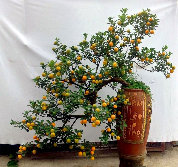 5. Cây quất. Dược liệu có vị chua, hơi ngọt, the, mùi thơm, tính ấm, không độc, có tác dụng điều khí, kiện tỳ, chỉ khát, giảm ho, tiêu phù, được dùng trong những trường hợp sau: Ảnh: Quantrimang.com.