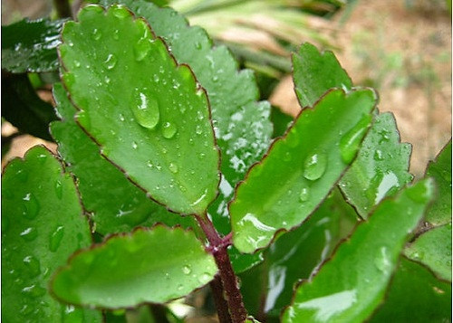 2. Cây sống đời: Nước ép từ cây có công dụng trị vết bầm tím, muỗi đốt, mụn. Ảnh: tacdungcuacay.com.