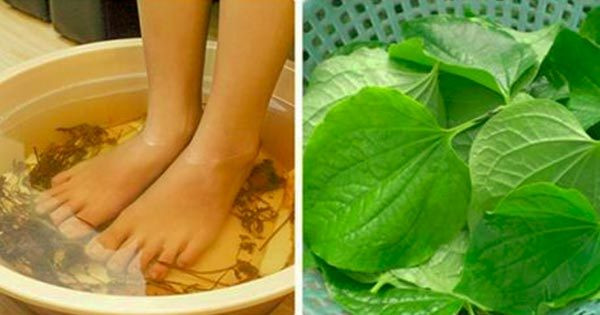 Cách 8. Ngâm chân với lá lốt: Lá lốt tươi 30g, rửa sạch, để ráo cho vào 1 lít nước đun sôi khoảng 3 phút, khi sôi cho thêm ít muối, để ấm dùng ngâm hai bàn tay, hai bàn chân thường xuyên trước khi đi ngủ tối giúp giảm đau, dễ ngủ. Thực hiện liên tục trong 5-7 ngày. Ảnh: Huongdan.org.