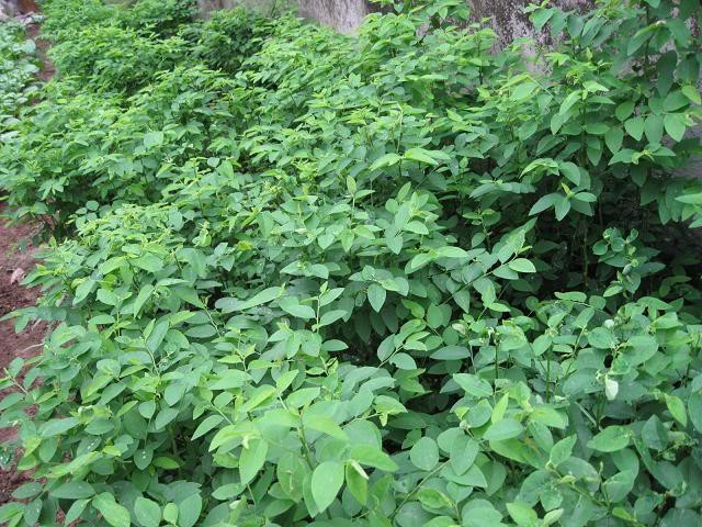10. Rau ngót: Lấy 50g lá rau ngót tươi, 10g lá chanh, cho vào siêu sắc thật đặc, chia uống làm nhiều lần trong ngày. Ảnh: Soha. (Thông tin trong bài chỉ mang tính chất tham khảo, trước khi sử dụng bài thuốc, vui lòng hỏi ý kiến bác sĩ).