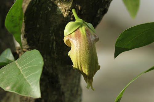 5. Hoa đào: Dầu hoa đào trộn với kem bôi mặt làm da mặt mịn màng. Hoa đào trộn với cùi bí đao chữa được tàn nhang trên mặt, nếu uống có tác dụng lợi tiểu, điều trị phúc thủy (báng nước) có hiệu quả khá tốt. Hoa đào nấu cháo là bài thuốc hay làm hạ khí, tiêu báng nước. Ảnh: panoramio.com.