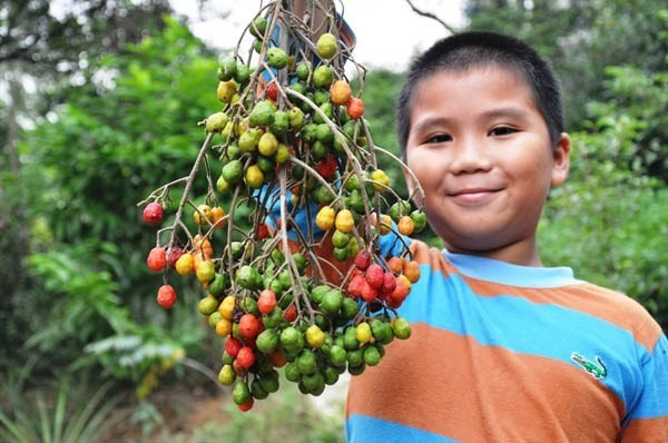 Cây dâu da xoan được xem như một thứ thuốc bổ đắng chát dùng trong ăn uống kém tiêu, đau bụng. Người ta cũng dùng cây này chữa ho, hay đau nhức, sưng đầu gối. Ảnh: kienthuc.net.vn.