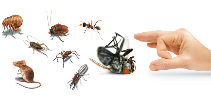 9. Trừ côn trùng: Mần tưới diệt được chấy, rận, rệp; xua đuổi các loại bọ chó, bọ mạt, dĩn, kiến và hạn chế hoạt động của ruồi, muỗi... Ảnh: diettrucontrung.com. (Thông tin trong bài chỉ mang tính chất tham khảo, trước khi sử dụng bài thuốc, vui lòng hỏi ý kiến bác sĩ).