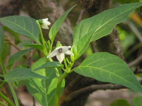 7. Dùng lá ớt: Bài thuốc là sự kết hợp của các nguyên liệu gồm lá ớt, tinh ngà cạo từ cây tre, lá sống đời, thiên niên kiện. Dùng tất cả các nguyên liệu cho vào nồi với 2 lít nước, đun sôi kỹ, uống dần thay nước chè, uống chừng 3 ấm là khỏi. Ảnh: chuatribenhviemda.com. (Thông tin trong bài chỉ mang tính chất tham khảo, trước khi sử dụng bài thuốc, vui lòng hỏi ý kiến bác sĩ).