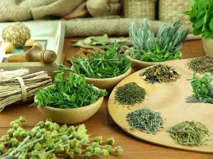 6. Bài thuốc uống trong kết hợp tắm ngoài để chữa bệnh vẩy nến: Kinh giới, rau má, bồ công anh, ké đầu ngựa, cây trinh nữ, bạc sau, xích đồng, thổ phục linh, vỏ gạo, hạ khô thảo, kim ngân, khổ sâm, xác ve sầu, đơn đỏ. Tất cả các nguyên liệu dùng với liều lượng bằng nhau, khoảng 12g. Cho tất cả vị thuốc vào nồi sắc uống ngày 2 lần, dùng trong 1- 2 ngày. Phần nước và bã thuốc còn lại bạn có thể dùng để dùng để rửa và chà xát lên vùng da bị vẩy nến giúp khắc phục tình trạng da khô bong tróc. Ảnh: bacsivaynen.com.