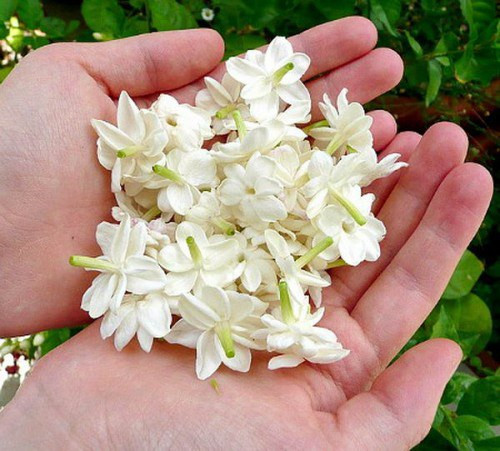 Cho 2 viên nang vitamin E vào trong hỗn hợp dầu hạnh nhân và bơ ca cao. Trộn các thành phần trên với nhau một cách kỹ lưỡng nhất có thể. Tiếp tục cho 14 giọt tinh dầu hoa nhài cần thiết vào bát. Trộn lần cuối cùng để đảm bảo các thành phần được phân tán và hòa trộn càng tốt. Ảnh: dekd.com.