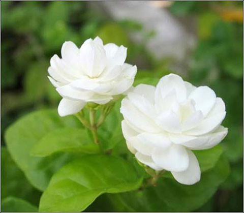 8. Nước hoa tự chế từ hoa nhài. Nguyên liệu: Bơ ca cao, dầu hạnh nhân, tinh dầu hoa nhài, viên vtm E. Đổ ¼ cốc dầu hạnh nhân vào trong một chiếc bát. Lấy 4 muỗng canh bơ ca cao hữu cơ và bỏ chúng vào một dụng vắt tay pho mát để có được những mảnh nhỏ nhất có thể. Cho bơ ca cao vào trong hỗn hợp dầu hạnh nhân và trộn kỹ với nhau. Ảnh: phunutoday.com.