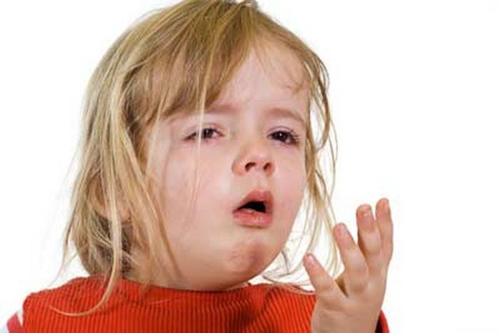 Giảm ho tiêu đờm. Dùng 8 – 16 quả quýt gai xanh còn chứa nhiều tinh dầu và chất nhầy trộn cùng một thìa cà phê đường kính hoặc mật ong, ít muối ăn và 5g bồ hóng bếp. Đem hấp cơm trong 15 phút. Lấy ra, nghiền nát, trộn đều. Uống 2 – 3 lần trong ngày. Ảnh: Benhviemhong.