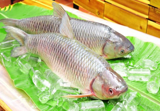 Cá trắm hấp. Nguyên liệu: Cá trắm tươi, gừng, đường, muối, dầu lạc, tỏi, xì dầu. Cá chế biến sạch rồi để lên một chiếc đĩa to, xếp gừng thái lát lên trên, xì dầu, tỏi và đường cho vào một cái bát con đặt lên mình cá. Ảnh: casongda.com.vn.