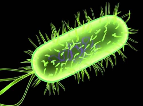 1. Gián nhà. Giết chết 90% khuẩn E.coli: Đó là nghiên cứu của Đại học Nottingham (Anh), chuyên gia Simon Lee đã công bố. Vì vậy, nghiên cứu về loài gián có thể mở đường cho con người tiến tới sản xuất một siêu thuốc kháng sinh, kháng được rất nhiều bệnh phổ biến hiện nay. Ảnh: