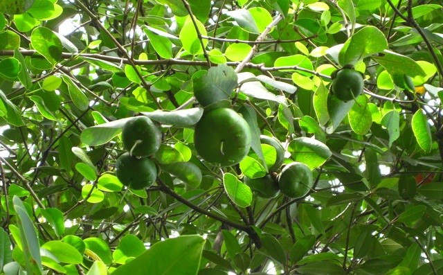 5. Cây bần. Tiêu viêm, giảm đau, cầm máu. Người ta lấy quả chua ăn sống hay nấu canh cá. Cũng được sử dụng làm thuốc đắp vào chỗ viêm tấy vì bong gân. Hoặc dùng lá giã ra, thêm tí muối, làm thuốc đắp tốt các vết thương đụng dập và vết thương nhẹ.