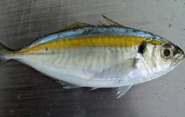 3. Cá chỉ vàng một nắng: Cắt đầu, moi ruột sạch, rửa thật sạch bụng, lạng đôi con cá sao cho dính lại da ở lưng. Rắc bột canh/bột nêm/muối ước lượng như kho cá, có thể rắc ớt xay tùy thích. Ảnh: gf.com.vn.