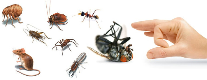 6. Xua đuổi muỗi và côn trùng: Bã chè đem phơi khô, sau đó cho vào một cốc sành và đem hun khói chiếc cốc đó. Bã chè được hun khói chính là khắc tinh của côn trùng khiến chúng chạy ngay lập tức. Ảnh: insect.bg.