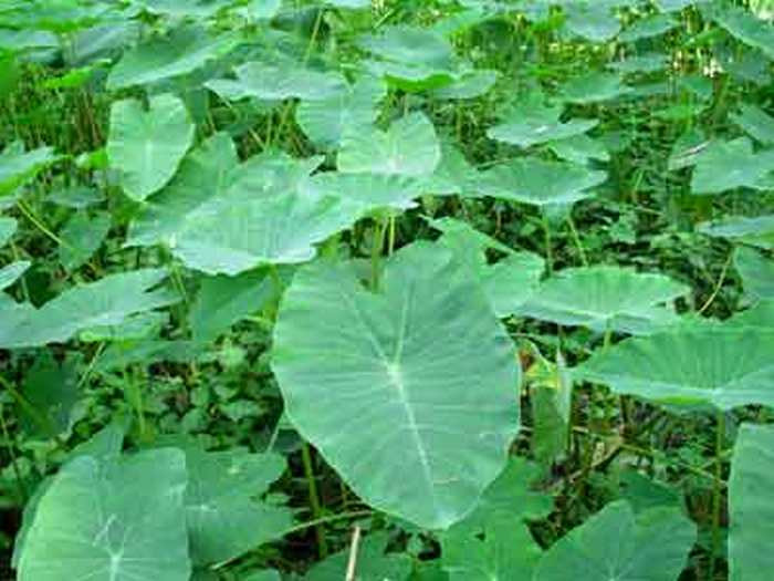 Củ ráy (Ảnh cây ráy). Lấy một củ ráy khoét lõm. Bắt 1 con bọ hung đem nướng cháy thành than, nghiền thành bột, và dùng 10g diêm sinh nghiền nhỏ, trộn lẫn vào bột bọ hung. Lấy 1 chén dầu lạc đổ vào lõm củ ráy, đặt trên miếng nhôm hoặc sắt đun cho dầu sôi lên. Đổ hỗn hợp bột nói trên vào củ ráy khuấy đều khoảng 15 phút là được. Dùng lông gà sạch tẩm hỗn hợp trên bôi vào chỗ bị chàm, bôi đều từ ngoài vào trong mỗi ngày một lần. Ảnh: thuocvuonnha.