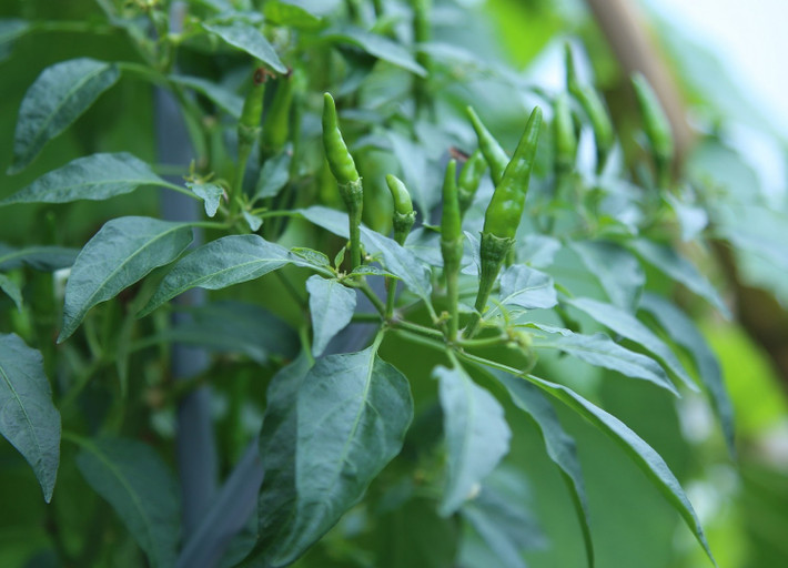 4. Chữa mụn nhọt ở mông bằng lá ớt: Nguyên liệu gồm lá ớt, lá bồ công anh, lá tử vi, lá na, lá táo, mỗi thứ lá này lấy khoảng 20g, đem rửa sạch. Cho tất cả các loại là cùng giã nát với ít muối ăn rồi đắp vào mụn nhọt. Mỗi ngày thay thuốc một lần sẽ chữa mụn nhọt hiệu quả. Ảnh: Ydvn.net.
