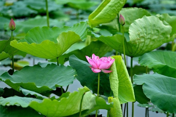 1. Trị mụn vòng 3 bằng lá sen: Lấy cuống lá sen đem rửa sạch rồi sắc lấy nước đặc. Đem nước này rửa vùng mông có mụn nhọt. Tiếp đó, lấy lá sen rửa sạch rồi giã nát với cơm nếp, đắp lên chỗ mụn nhọt. Mỗi ngày đắp và thay 1 lần, trong vài lần thì mụn sẽ tiêu và khỏi. Ảnh: english.vietnamnet.vn.