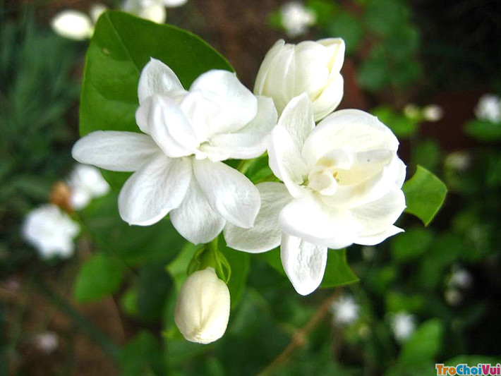 2. Chữa mụn nhọt ở mông bằng hoa nhài: Hoa nhài 10g, kim ngân hoa 20g, bồ công anh 20g, cam thảo đất 16g. Tất cả thành phần đem sắc uống mỗi ngày một thang, chia 2-3 lần uống sẽ tiêu mụn, giảm sưng viêm hiệu quả. Ảnh: hoasaigon.com.vn.