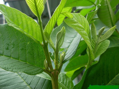 Lá ổi chứa nhiều chất chống viêm, chống ôxy hoá, các chất kháng khuẩn và tannin có lợi cho việc chăm sóc da và chống rụng tóc rất hiệu quả. Ảnh: cachchuahoimieng.com.vn.