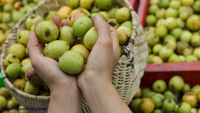 Lưu ý là khi dùng các bài thuốc giảm cân từ táo mèo, không nên dùng lúc đói hoặc trước khi đi ngủ bởi táo mèo có nhiều chất nhựa không tốt cho dạ dày lúc đói. Ảnh: Thuocxoabop.
