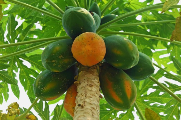 4. Nhựa cây đu đủ. Trị các vết chai và mụn cóc. Chỉ cần lấy nhựa từ lá của cây đu đủ bôi lên vùng da bị chai hay mọc mụn. Bạn sẽ nhanh chóng nhận ra hiệu quả khó tin. Ảnh: chualientri.com.