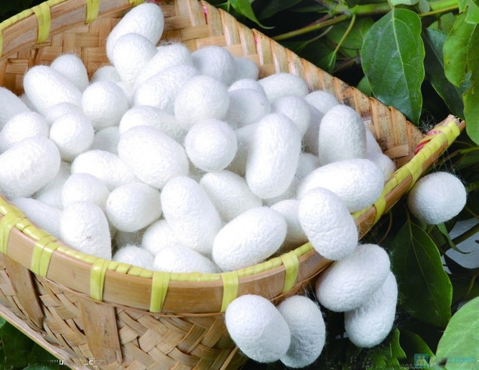 Sử dụng tổ kén tằm để tẩy tế bào chết cho da, đẩy sạch lớp bụi bẩn, bã nhờn trên da đồng thời còn giúp cải thiện tính linh hoạt và chữa lành tổn thương mô tế bào da. Ảnh: Bacsitrimun.com.