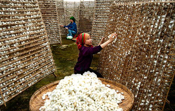 Xung quanh chiếc kén có nhiều sợi tơ với công dụng tẩy tế bào chết cho da. Hơn nữa trong kén tằm chiếm tới 40 % là thành phần protein, khi bạn massage da mặt, dưỡng chất protein sẽ thẩm thấu và dưỡng sâu vào da. Không chỉ có tác dụng làm sạch mụn mà còn đem lại vẻ láng mượt, mịn màng cho làn da của bạn. Ảnh: sakurahcm.com.