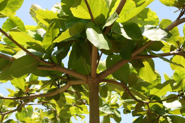 Bài thuốc chữa lị tiêu chảy từ cây bàng: Vỏ bàng sắc lấy nước uống. Chữa cảm sốt, làm ra mồ hôi: Búp hoặc lá bàng non, lá hương nhu, cúc tần, mỗi vị 10g sắc uống. Ảnh: Cảnh Quan Xanh.