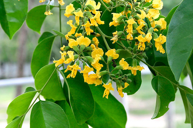 Bài thuốc điều kinh từ cây giáng hương: Dùng rễ cây giáng hương kết hợp với những vị thuốc khác có tác dụng điều hòa kinh nguyệt. Ảnh: Cây Xanh Trúc Lâm.
