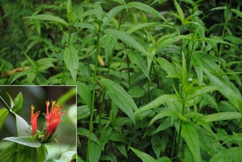 5. Cây xương khỉ. Tên gọi khác là cây bìm bịp dạng bụi. Lá non cây xương khỉ có thể dùng nấu canh ăn. Lá khô có mùi thơm đặc trưng, như mùi cơm nếp, nên thường dùng để ngâm bột gạo nếp, làm bánh. Ngoài ra, lá bóp gỏi, nấu canh với cá hoặc thịt đều được. Ảnh: baomoi.com.