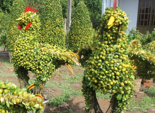 Các bộ phận khác của cây quất như lá, rễ, hạt cũng được dùng làm thuốc. Lá quất vị cay đắng, tính lạnh, có tác dụng thư can (điều hòa, cải thiện chức năng gan), khai vị khí (kích thích tiêu hóa), thông phế khí, chống nôn, nấc, tiêu hạch. Ảnh: xaluan.com.