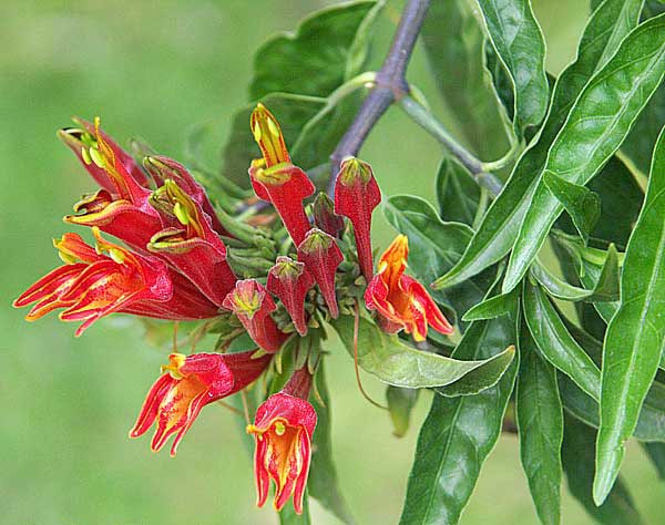 Có thể chữa bệnh lở miệng do nhiệt. Bạn có thể lấy lá mảnh cộng tươi, rửa sạch, để ráo, thêm chút nước sạch, giã nát, lọc lấy nước, ngậm và nuốt dần trong ngày. Ảnh: caythaoduoc.net.