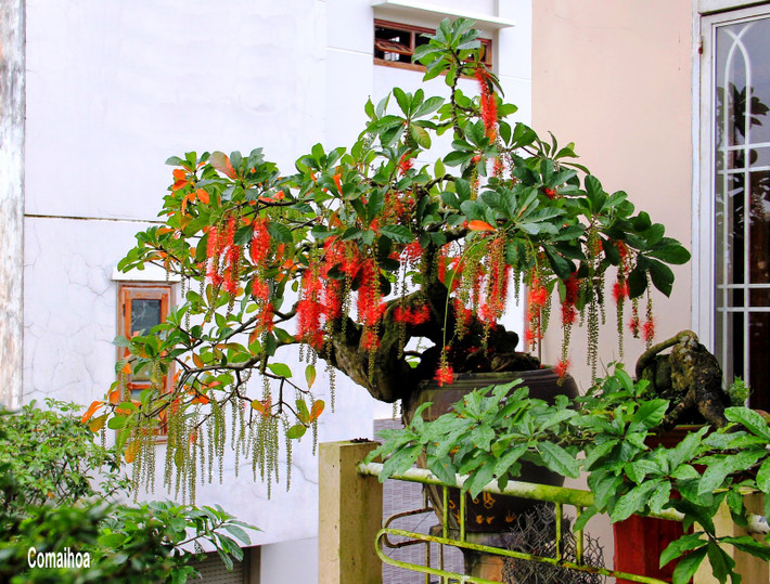 Hoa và vỏ cây nấu lên uống có tác dụng chữa đau bụng, tiêu chảy hiệu quả. Lá lộc vừng cạo bỏ lớp bẩn bên ngoài, rửa sạch thái phiến, phơi hoặc sấy khô được dùng làm thuốc chữa đau bụng, tiêu chảy, sốt. Liều dùng 4-12g mỗi ngày. Ảnh: cayvahoa.net.