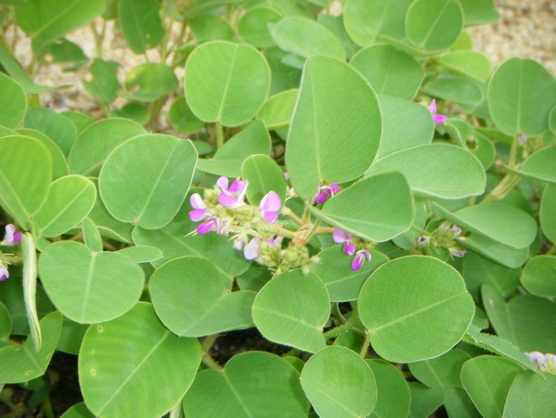 Chữa bệnh hoàng đản, vàng da do viêm gan, viêm túi mật. Dùng 30g râu ngô kho (60g râu ngô tươi), 30g nhân trần, 30g tiền thảo (ảnh). Cho vào 500ml nước. Sắc kỹ, bỏ bã lấy nước và cho thêm ít đường trắng. Uống mỗi lần 200ml, mỗi ngày 3-5 lần. Ảnh: Healplus.