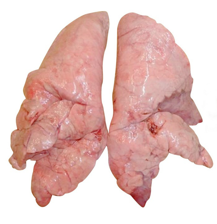 1. Phổi lợn. Chữa lao phổi, đờm trong máu. Phổi lợn 1 cái, tim lợn 1 quả, sa sâm 15g, ngọc trúc 1g, gia vị vừa đủ. Sa sâm và ngọc trúc thái vụn, cho vào túi vải buộc kín miệng rồi hầm cùng tim và phổi lợn (rửa sạch, thái miếng) với 2.000 ml nước. Đun to lửa cho sôi rồi bớt lửa, đun thêm chừng 1,5 giờ cho nhừ. Chế thêm gia vị, chia ăn vài lần trong ngày. Ảnh: Chuthapdo.