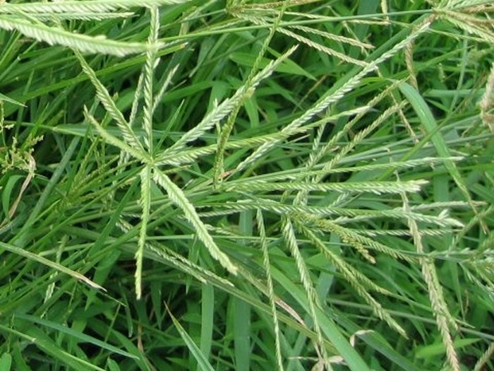 Bài 6. Cỏ mần trầu (ảnh), kim tiền thảo, nhân trần, lá đinh lăng, hương nhu trắng, bạch mao căn, rau má mỗi vị 200g. Các vị rửa sạch, cắt ngắn phơi khô, trộn đều, bảo quản cho thật tốt, tránh mốc, tránh ẩm. Ngày dùng 30 – 40g hãm với nước sôi vào ấm tích, sau 10 phút là có thể dùng được. Uống dần trong ngày, trà này dùng thường xuyên có tác dụng chống viêm, bài thạch, lợi mật, lợi gan. Bệnh nhân có tiền sử sỏi mật, viêm ống dẫn mật, thiểu năng gan, gan nhiễm mỡ nên dùng. Ảnh: Healthplus.