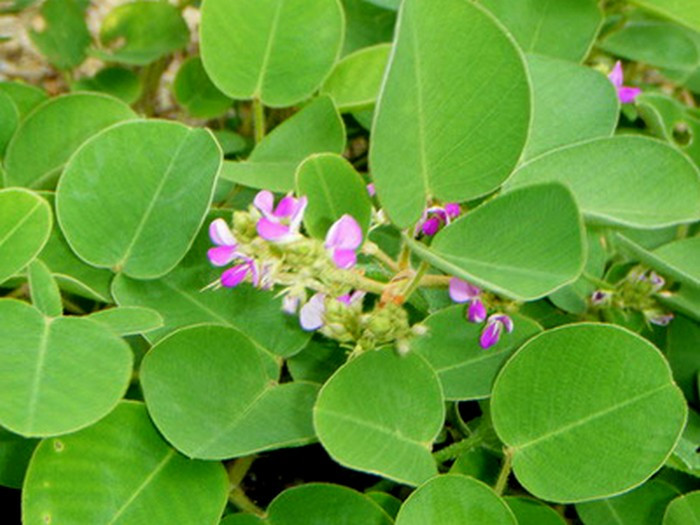 Bài 7. Dùng 10g lá sài hồ, 30g kim tiền thảo (ảnh), 10g linh sơn, 6g sinh đại hoàng, 10g xuyên tử. Tất cả các vị thuốc này sắc cùng 1000ml nước, đun cạn còn 400ml và chia thành 3 lần uống trong ngày. Ảnh: Blogcaycanh. (Thông tin trong bài chỉ mang tính tham khảo, trước khi sử dụng bài thuốc, bạn vui lòng hỏi ý kiến bác sĩ).